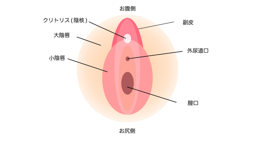 女性器